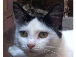 Gato raça SRD idade 2 a 6 meses nome Beijoca