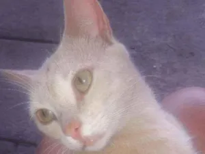 Gato raça Vira  lata idade 1 ano nome Amor