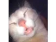 Fofinho 