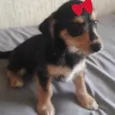 Julieta 
