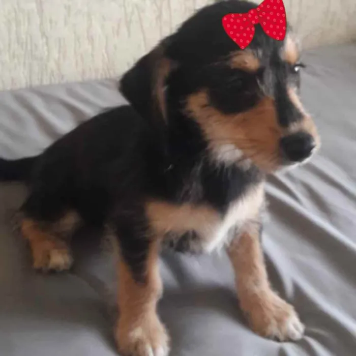 Cachorro ra a Mestiça  idade 2 a 6 meses nome Julieta 