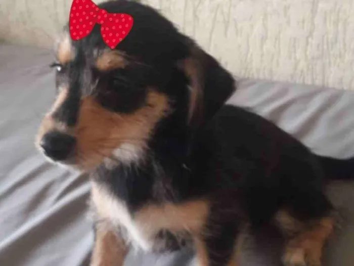 Cachorro ra a Mestiça  idade 2 a 6 meses nome Julieta 
