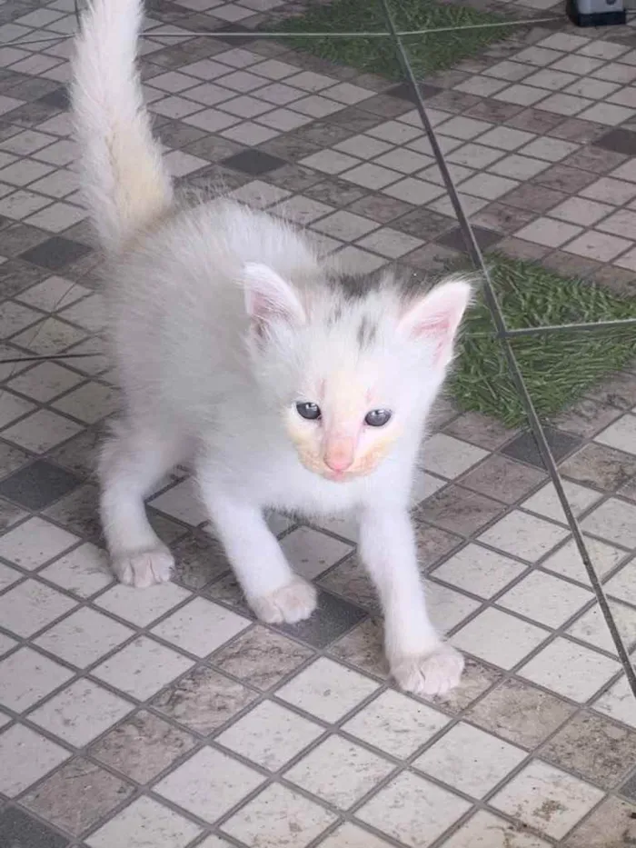 Gato ra a Sem raça  idade Abaixo de 2 meses nome Sem nome