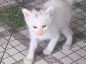 Gato raça Sem raça  idade Abaixo de 2 meses nome Sem nome