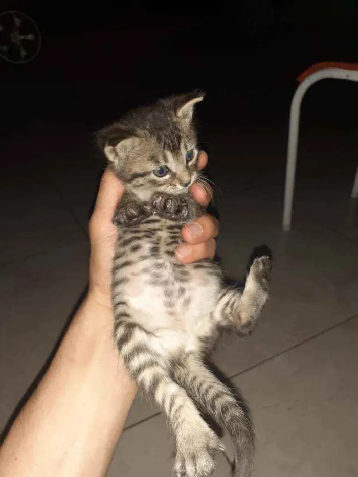 Gato ra a SRD idade Abaixo de 2 meses nome Sem nome