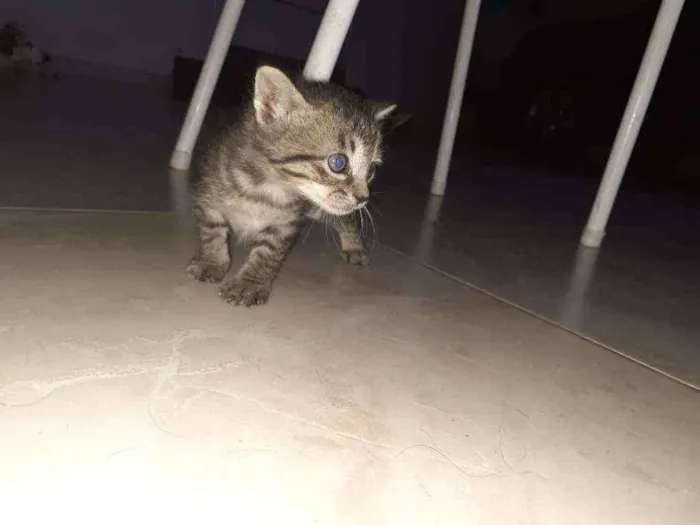 Gato ra a SRD idade Abaixo de 2 meses nome Sem nome