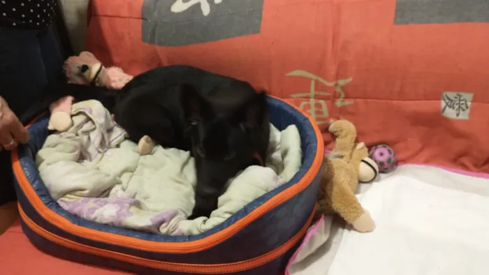 Cachorro ra a Chow Chow com labrador idade 2 a 6 meses nome Pandora