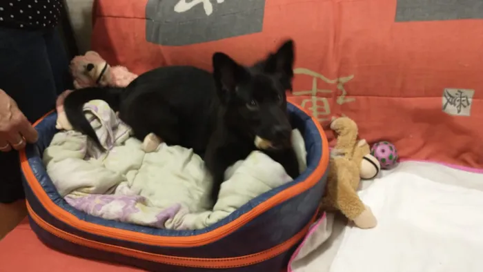 Cachorro ra a Chow Chow com labrador idade 2 a 6 meses nome Pandora