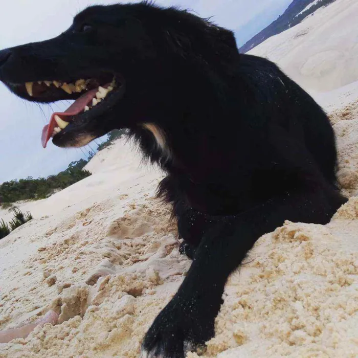 Cachorro ra a idade 5 anos nome Zeus