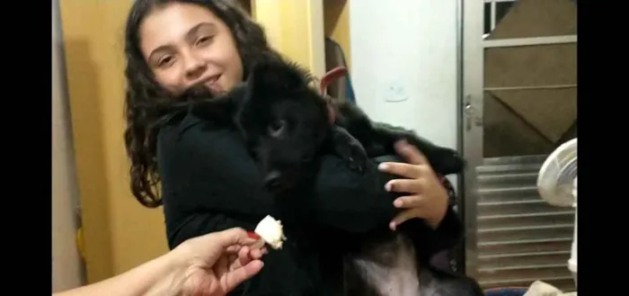 Cachorro ra a Chow Chow com labrador idade 2 a 6 meses nome Pandora