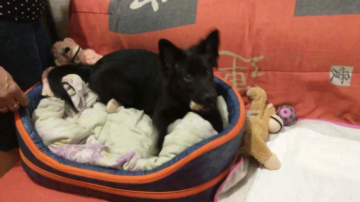 Cachorro ra a Chow Chow com labrador idade 2 a 6 meses nome Pandora