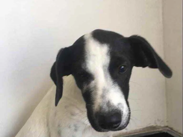 Cachorro raça SRD idade 2 a 6 meses nome Richard