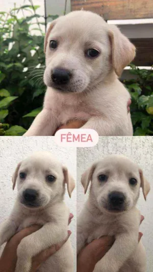 Cachorro raça  idade 2 a 6 meses nome Sem nome 