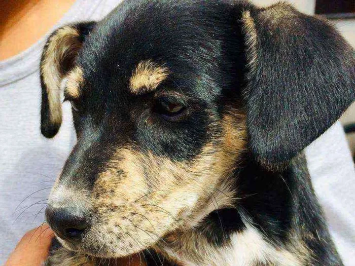 Cachorro ra a Indefinida idade 2 a 6 meses nome Coronelzinho