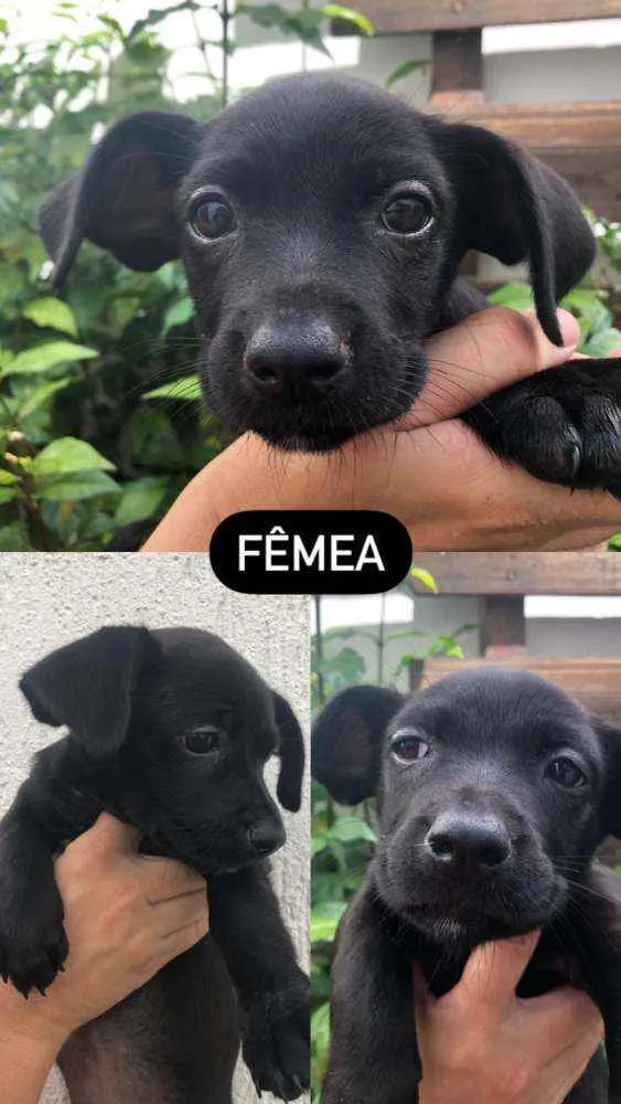 Cachorro raça  idade 2 a 6 meses nome Sem nome 