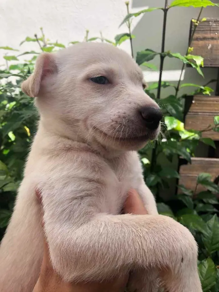 Cachorro raça Sem Raça Definida idade Abaixo de 2 meses nome Sem nome