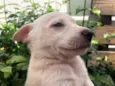 Cachorro raça Sem Raça Definida idade Abaixo de 2 meses nome Sem nome