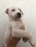 Cachorro raça Sem Raça Definida idade Abaixo de 2 meses nome Sem nome