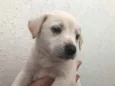 Cachorro raça Sem Raça Definida idade Abaixo de 2 meses nome Sem nome