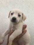 Cachorro raça Sem Raça Definida idade Abaixo de 2 meses nome Sem nome