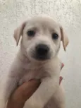 Cachorro raça Sem Raça Definida idade Abaixo de 2 meses nome Sem nome