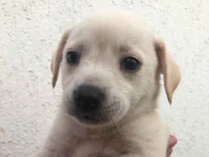 Cachorro raça Sem Raça Definida idade Abaixo de 2 meses nome Sem nome