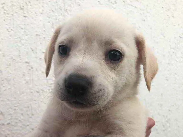 Cachorro raça Sem Raça Definida idade Abaixo de 2 meses nome Sem nome