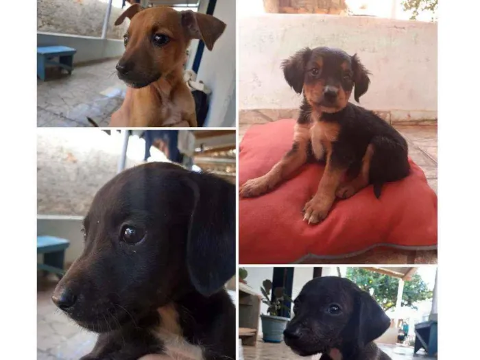 Cachorro ra a Viralata  idade Abaixo de 2 meses nome Bob, Café e Pérola