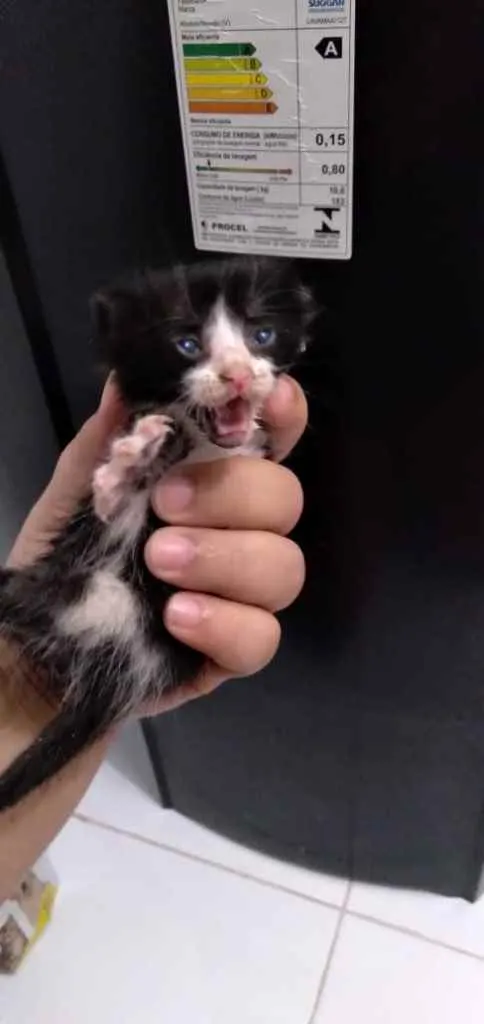 Gato raça Srd idade Abaixo de 2 meses nome Recém-nascido 