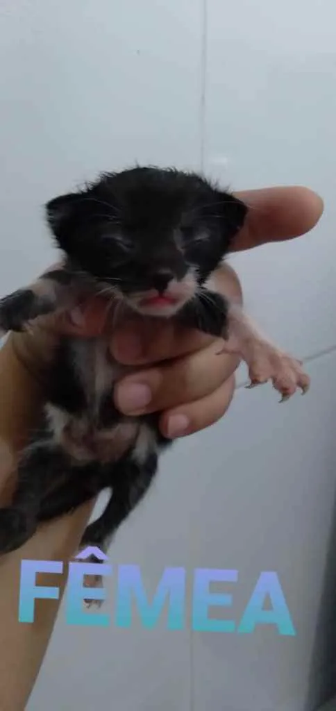 Gato raça Srd idade Abaixo de 2 meses nome Recém-nascido 