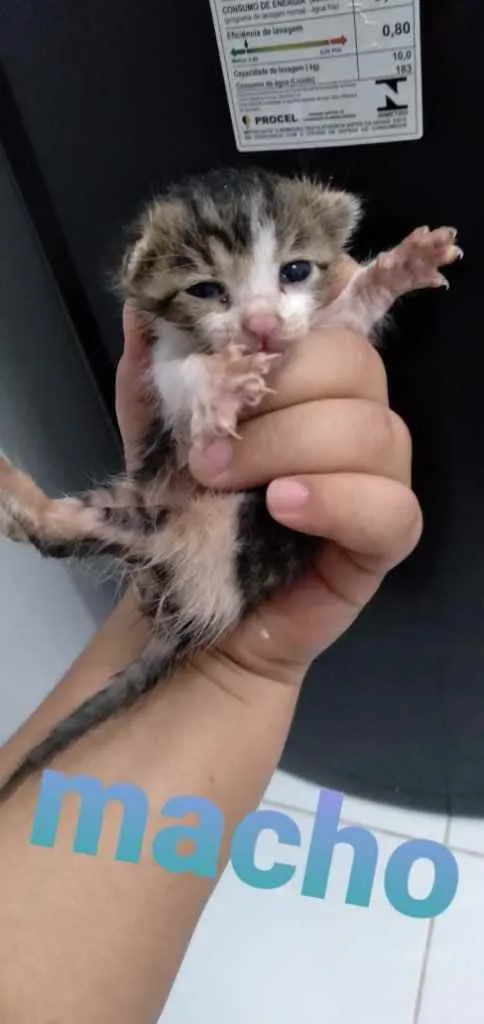 Gato raça Srd idade Abaixo de 2 meses nome Recém-nascido 