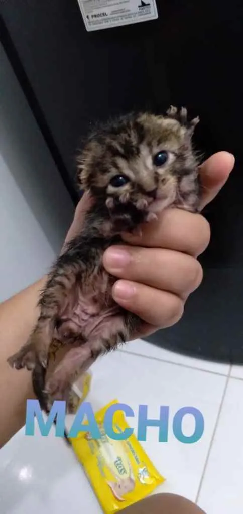 Gato raça Srd idade Abaixo de 2 meses nome Recém-nascido 