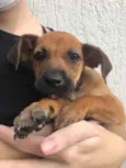 Cachorro raça Sem Raça Definida idade Abaixo de 2 meses nome Sem nome