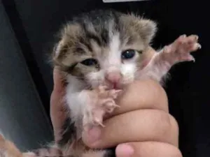 Gato raça Srd idade Abaixo de 2 meses nome Recém-nascido 