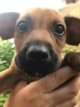 Cachorro raça Sem Raça Definida idade Abaixo de 2 meses nome Sem nome