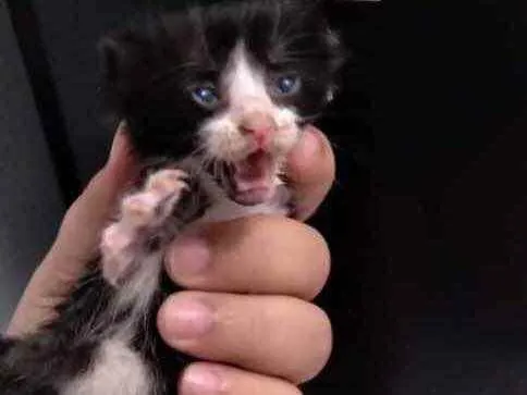 Gato raça Srd idade Abaixo de 2 meses nome Recém-nascido 