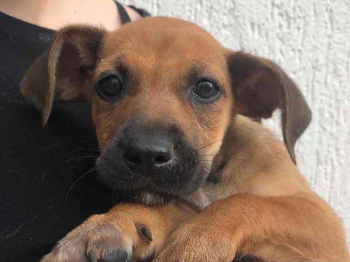 Cachorro raça Sem Raça Definida idade Abaixo de 2 meses nome Sem nome