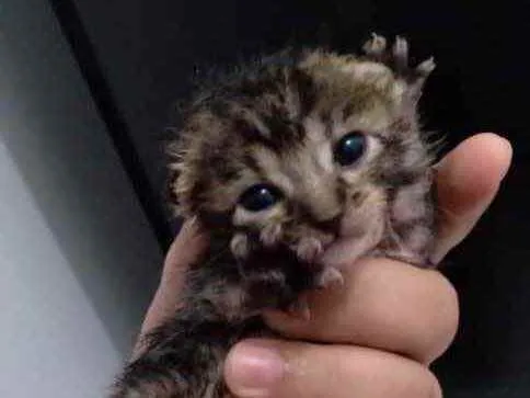 Gato raça Srd idade Abaixo de 2 meses nome Recém-nascido 