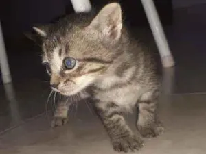 Gato raça SRD idade Abaixo de 2 meses nome Sem nome