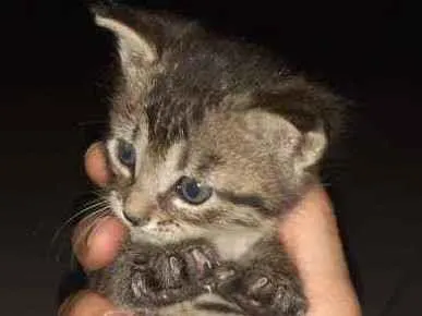 Gato ra a SRD idade Abaixo de 2 meses nome Sem nome