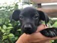 Cachorro raça Sem Raça Definida idade Abaixo de 2 meses nome Sem nome