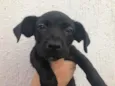 Cachorro raça Sem Raça Definida idade Abaixo de 2 meses nome Sem nome