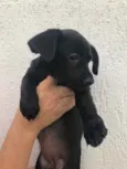Cachorro raça Sem Raça Definida idade Abaixo de 2 meses nome Sem nome