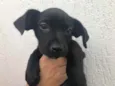 Cachorro raça Sem Raça Definida idade Abaixo de 2 meses nome Sem nome