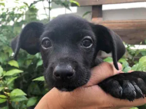 Cachorro raça Sem Raça Definida idade Abaixo de 2 meses nome Sem nome