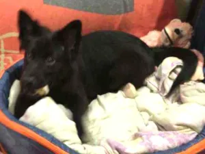 Cachorro raça Chow Chow com labrador idade 2 a 6 meses nome Pandora