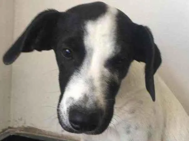 Cachorro raça SRD idade 2 a 6 meses nome Richard