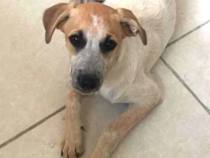 Cachorro raça Srd idade 2 a 6 meses nome Mel