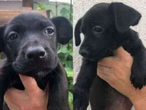 Cachorro raça  idade 2 a 6 meses nome Sem nome 