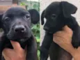 Cachorro raça  idade 2 a 6 meses nome Sem nome 